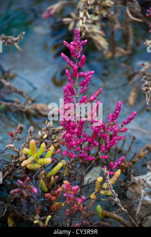 Wild Norfolk Samphire 'Salicornia europaea in autunno Foto Stock