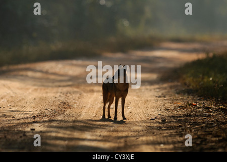 Golden Jackal (Canis aureus) su una jeep via in Kanha riserva della tigre in una mattinata d'inverno. Foto Stock