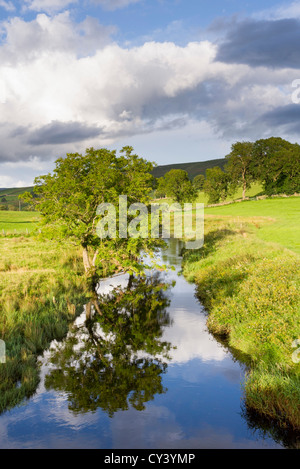 Fiume Bain, albero e di riflessione nel Yorkshire Dales Inghilterra Foto Stock