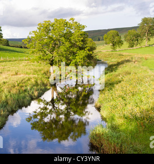 Fiume Bain, albero e di riflessione nel Yorkshire Dales Inghilterra Foto Stock