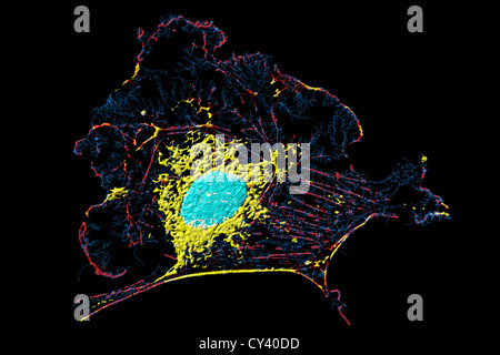 Microfilamenti, mitocondri e nuclei in cellule di fibroblasti Foto Stock