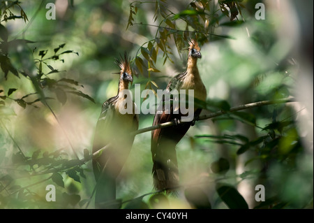 Hoatzin (Opisthocomus hoazin), Alta Floresta, Mato Grosso, Brasile Foto Stock