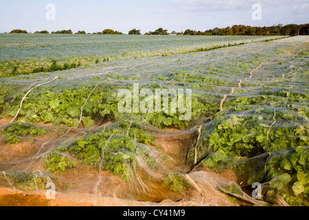 La rapa colture in campo sotto teli di protezione a Alderton, Suffolk, Inghilterra Foto Stock