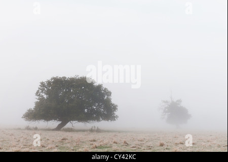 Sunrise attraverso la mattina presto estate nebbia creata dal fiume Darent salendo attraverso i campi nelle vicinanze moody nebbioso sentimento forme nascoste Foto Stock