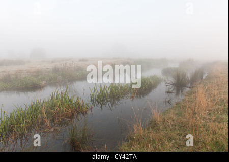 Sunrise attraverso la mattina presto estate nebbia creata dal fiume Darent salendo attraverso i campi nelle vicinanze moody nebbioso sentimento forme nascoste Foto Stock