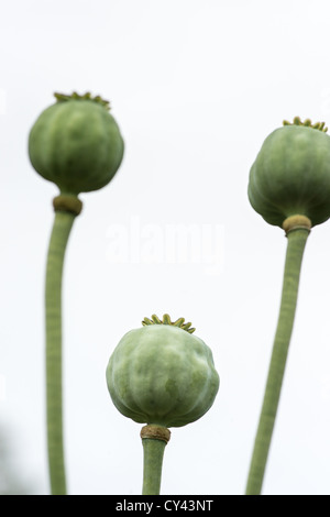 Capsule di papavero fiore visto dal di sotto Foto Stock