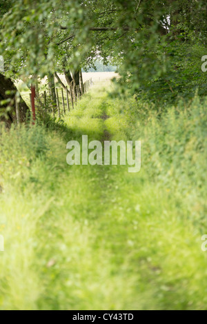 Lush green landscape with path running through woods Foto Stock