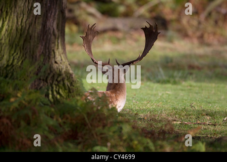 Maschio di Daini buck (Dama Dama) con una bella testa di corna di cervo in riposo sotto un grande albero Foto Stock