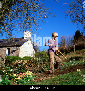 Donna che lavorano in uno spiovente di frutta e paese di campagna orto scavando con una forcella nella primavera Carmarthenshire Wales UK KATHY DEWITT Foto Stock
