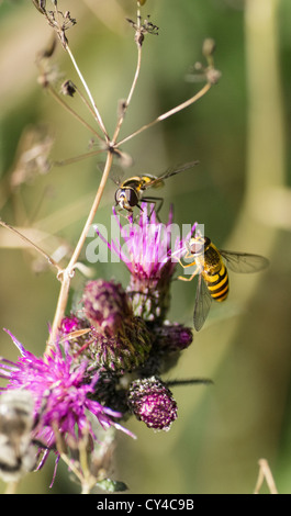 Hoverflies seduti su un thistle Foto Stock