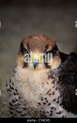 La fauna selvatica, uccello da preda, capretti Falco Pellegrino ? Foto Stock