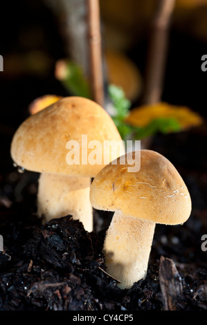 In prossimità di un comune fungo milkcap Foto Stock