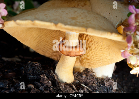 In prossimità di un comune fungo milkcap Foto Stock