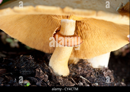 In prossimità di un comune fungo milkcap Foto Stock