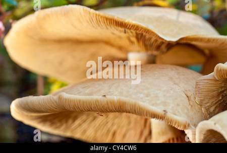 In prossimità di un comune fungo milkcap Foto Stock