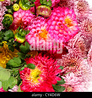 Modello di fiori da aestri, dalie e crisantemi Foto Stock