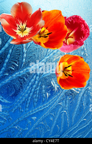 La fioritura dei fiori, come continuazione di un pattern di ghiaccio su una finestra Foto Stock