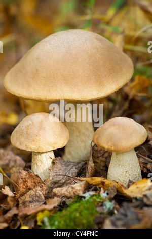 Bosco autunnale di funghi commestibili di close-up Foto Stock
