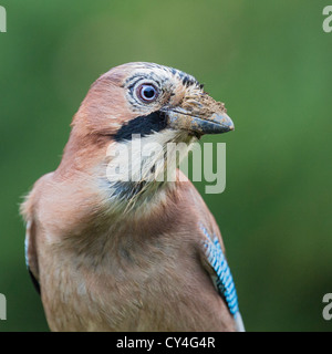 Unione jay (Garrulus glandarius) close-up, soft focus verde sullo sfondo del fogliame Foto Stock