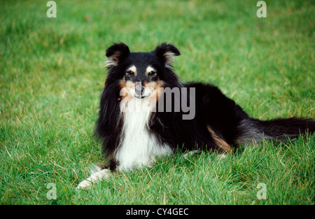 Sheepdog posa in cantiere/ Inghilterra Foto Stock