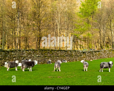 Herdwick pascolo di ovini in Gran Langdale nel Parco nazionale del Lake District Cumbria Inghilterra England Regno Unito Foto Stock