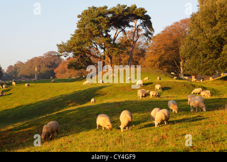 Pecore al pascolo nella campagna inglese, Winchelsea, East Sussex, Regno Unito, GB Foto Stock