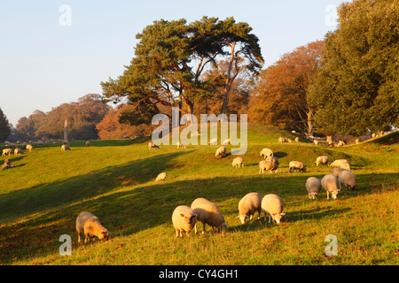 Pecore al pascolo nella campagna inglese Winchelsea East Sussex Regno Unito GB Foto Stock