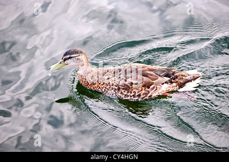 Femmina Mallard duck nuoto sul laghetto di calma con il cloud riflessioni Foto Stock