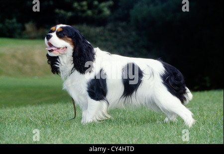 Inglese per adulti cocker spaniel in piedi in cantiere / Irlanda Foto Stock