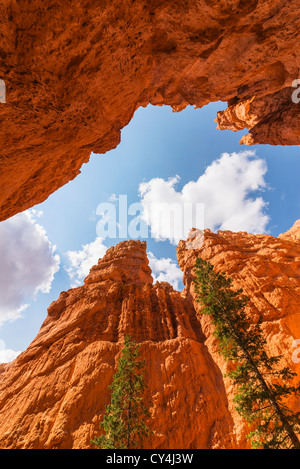 Stati Uniti d'America, Utah, Bryce Canyon, Navajo Loop Trail, Pini Foto Stock