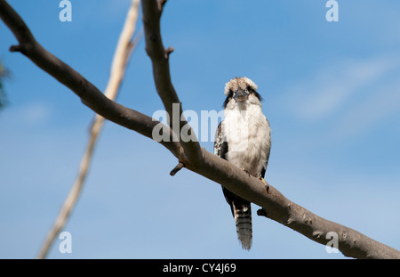 Kookaburra seduta nella struttura ad albero. Foto Stock