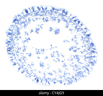 Hydra sotto il microscopio, sfondo Foto Stock