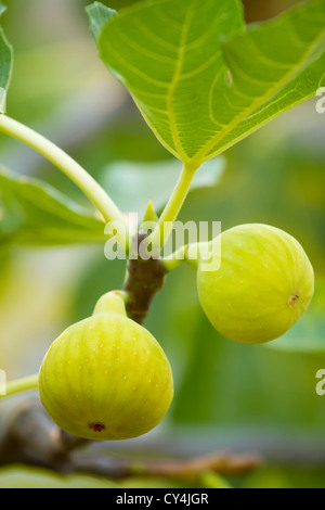 Green fichi sul fico in una giornata di sole Foto Stock