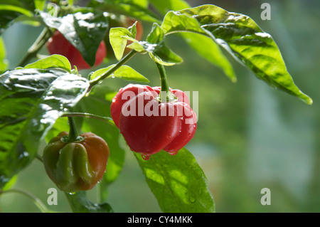 Molto fiery Scotch Bonnet piccante peperoni "Capsicum Chinensis' ancora in fase di crescita e di maturazione sulla pianta. Essi si trovano principalmente nelle isole dei Caraibi. Foto Stock