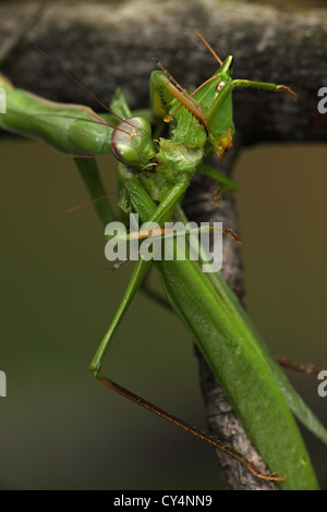 Mantid europea (mantide religiosa) mangiare Katydid - Oregon - USA Foto Stock