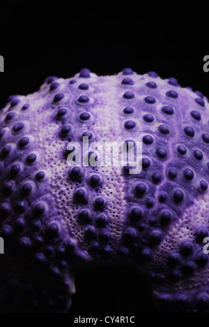 Viola urchin seashell con sfondo nero Foto Stock