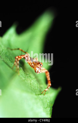 Strisce spider in piedi sulla foglia verde con sfondo nero in isolamento Foto Stock