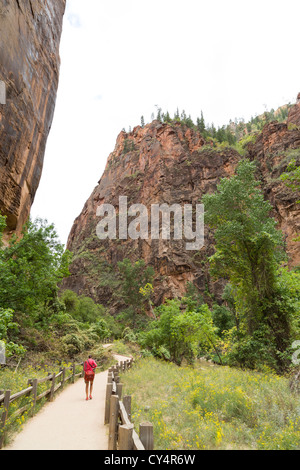 Un solitario escursionista femmina, indossa una camicia rosa, escursionismo un sentiero nel Canyon Zion Foto Stock