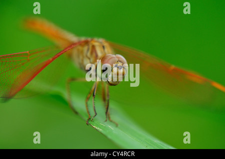 Dragonfly e i suoi occhi composti Foto Stock