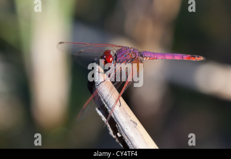 Libellula viola - maschio Trithemis aurora Foto Stock