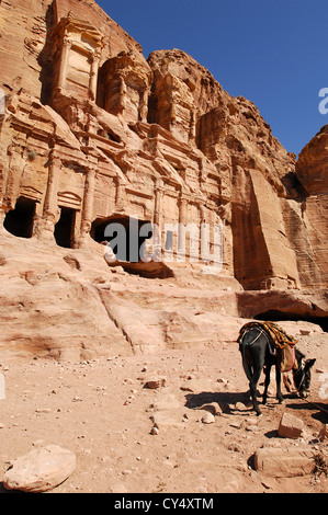 Asino nel Petra Foto Stock