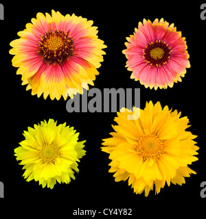 La raccolta del crisantemo isolato su bianco Foto Stock