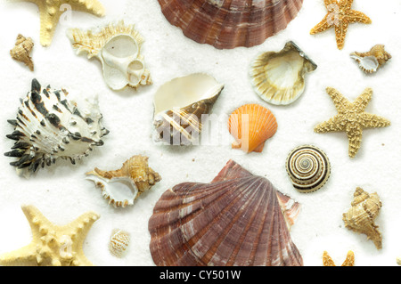 Sfondo senza giunture di conchiglie, lumache di mare e stelle marine su uno sfondo di sabbia bianca Foto Stock