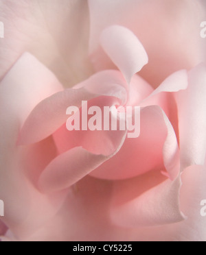 Ripresa macro di un rosa bocciolo di rosa Foto Stock