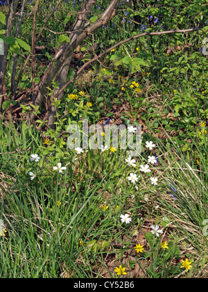 Anemone di legno o Wild Windflower (Anemone nemorosa ,) e Lesser celandine, Foto Stock