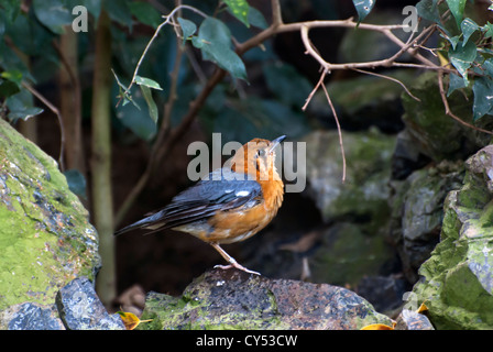 Orange intitolata Tordo (Zoothera citrina) cinese bird Foto Stock