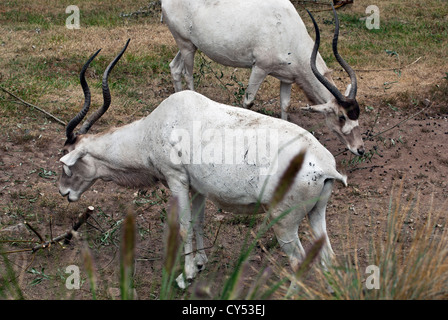 La scimitar cornuto (Barwa Addax nasomaculatus) è originariamente dalla regione del deserto del Sahara Foto Stock