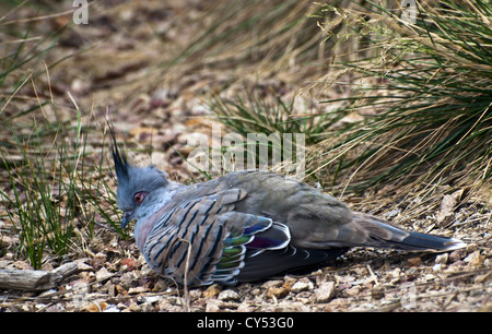 Ritratto laterale del crested pigeon (Ocyphaps Lophotes) Foto Stock