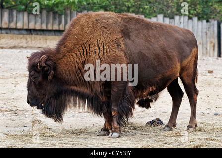Bisonti americani (Buffalo) in zoo Foto Stock