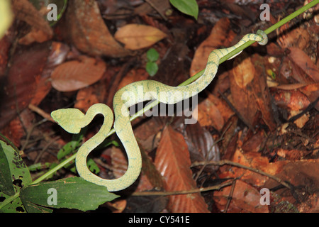 Wagler's Pit Viper (Tropidolaemus wagleri) aka Temple Viper, Sepilok e Sandakan district, Sabah Borneo, Malaysia, sud-est asiatico Foto Stock